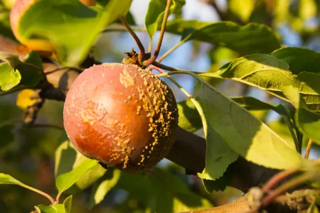 Монилиоз плодовая гниль яблони причины и признаки