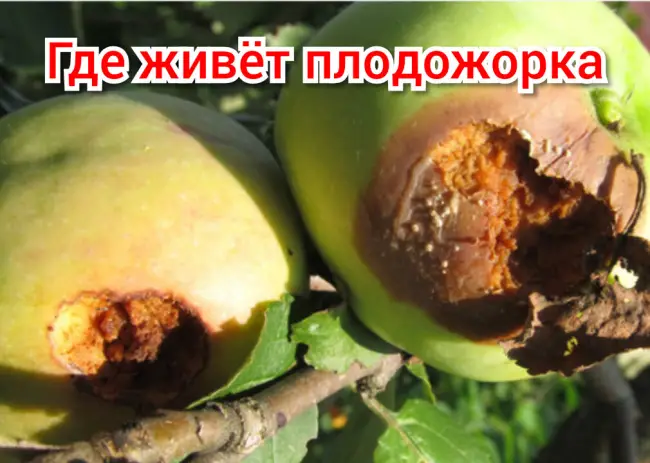 Причины наших неудач в борьбе с яблоневой и сливовой плодожоркой