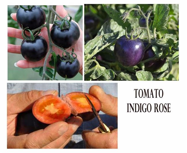 Описание и характеристика томата Индиго роуз, отзывы, фото