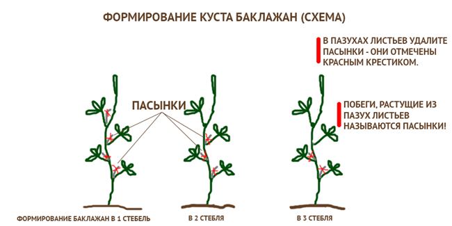 Подвязка и пасынкование растений
