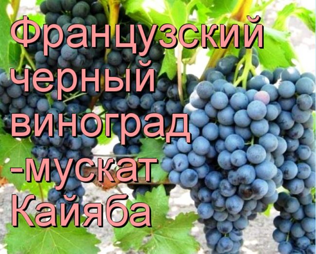 
                            Мускатные сорта винограда                        
                    