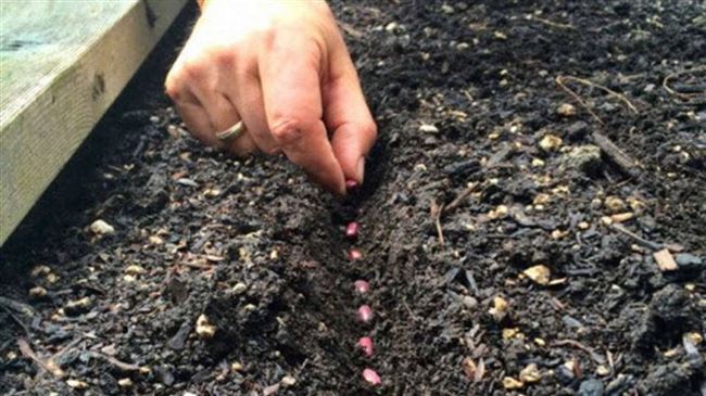 Подготовка грунта к посадке бобов семенами