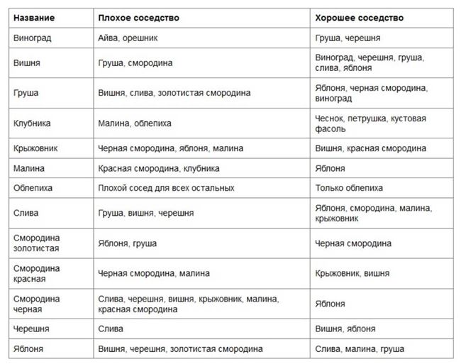 Какие культуры можно и нельзя сажать рядом