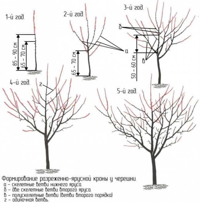 Формирование кроны