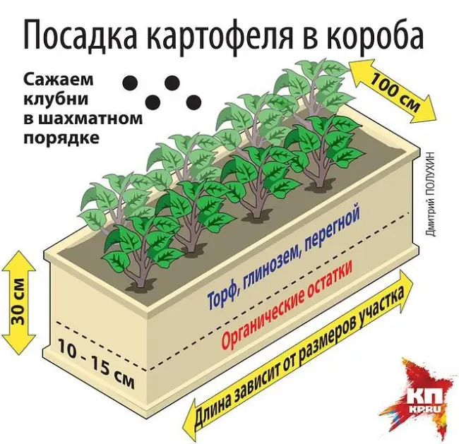 Правила посадки ростков в открытый грунт
