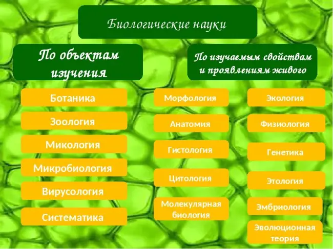 Заключение диссертации по теме «Физиология и биохимия растений», Макаров, Петр Николаевич