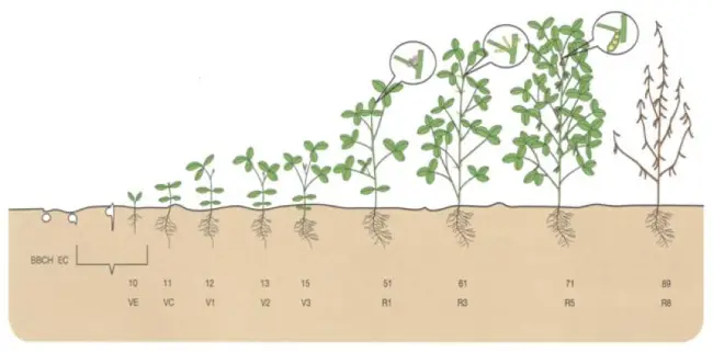 Посадка и размножение растения