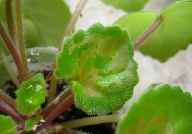 Как распознать щитовку на комнатных растениях и как бороться с опасным вредителем