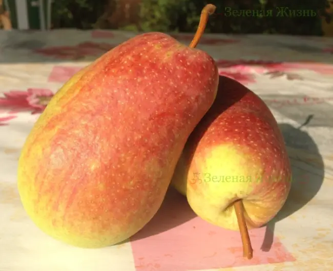 Груша февральский сувенир описание фото и отзывы фрукты ягоды