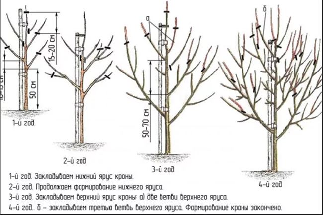 Обрезка и формирование кроны