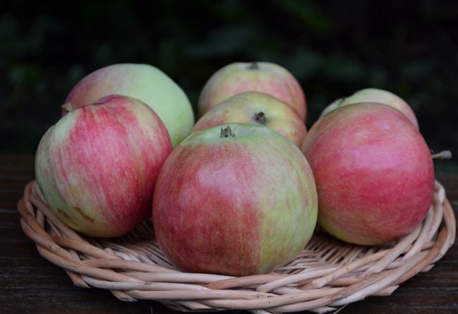 Характеристики и описание сорта яблонь Бельфлер Башкирский, регионы выращивания и зимостойкость