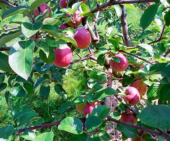 Отзывы садоводов о яблоне сорта Брусничное