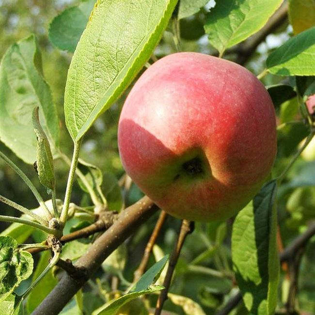 Яблоня Мельба описание плодов