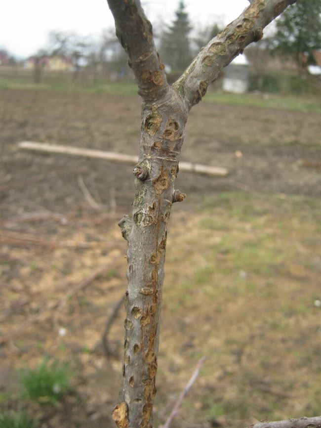 Болезни коры и ствола яблонь и их лечение (с фотографиями)