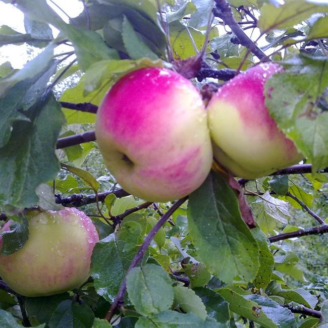 Сорт яблони Минусинское десертное (Надежда). Описание, фото, отзывы