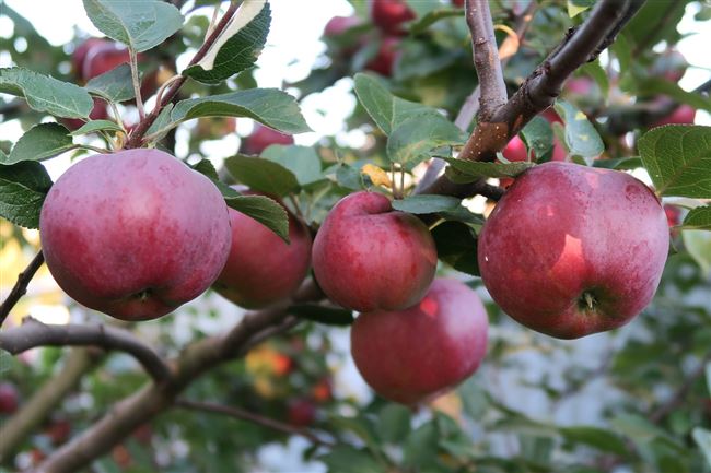 Сорт яблони Минусинское красное (Минусинка). Описание, фото, отзывы