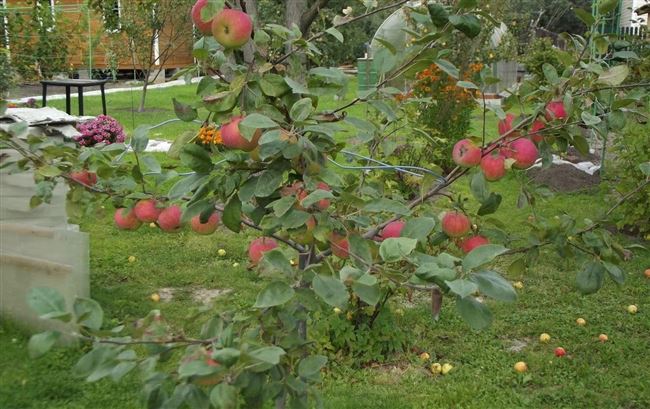 Посадка карликовой яблони осенью