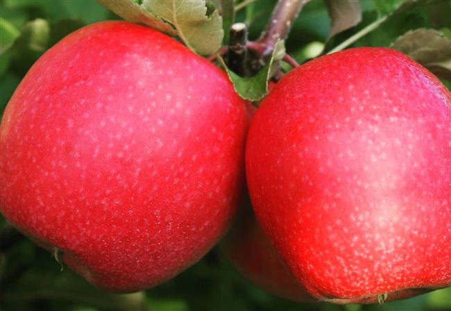 Описание сорта яблони Джеромини