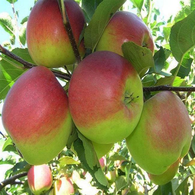 Описание сорта яблони Детское