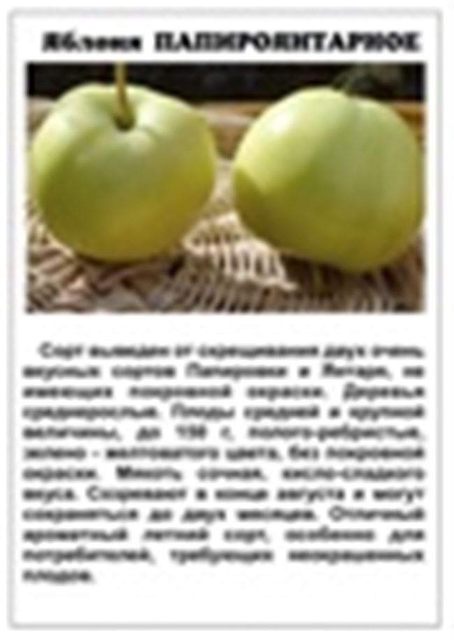 Описание сорта яблони Папироянтарное