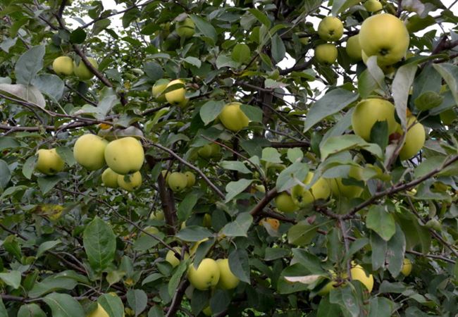 Характеристики и описание сорта яблонь Папироянтарное, особенности выращивания и урожайность