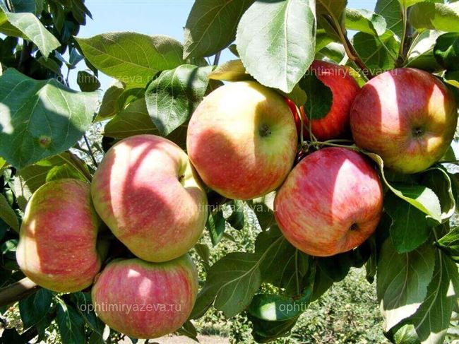 Описание сорта яблони Кубанское Багряное