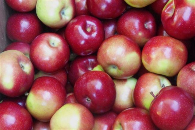 Описание сорта яблони Прима