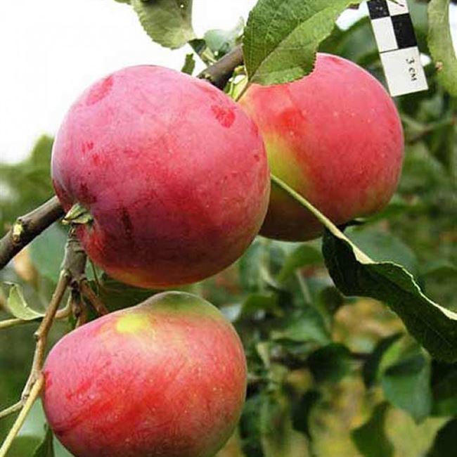 Описание сорта яблони Сувенир Алтая