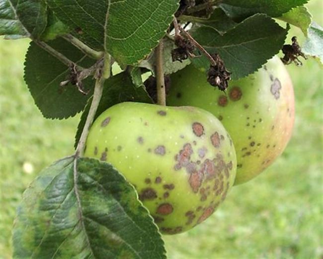 Вирусные болезни яблонь, их признаки и лечение