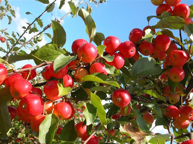 Описание сорта яблони Минусинское красное