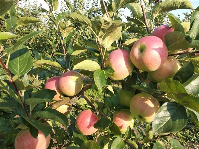 Видео: яблоня осенняя сорт Слава Победителям