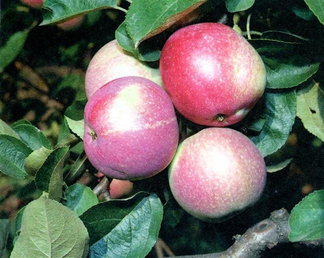 Описание сорта яблони Слава победителям – урожайность, фото, отзывы
