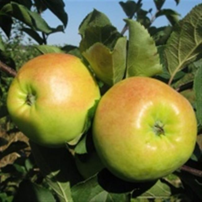 Характеристики яблони