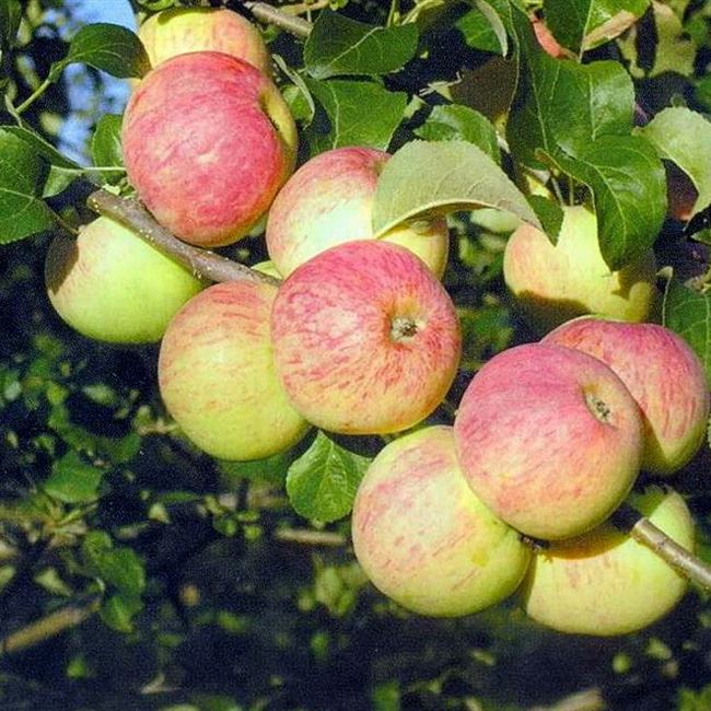 Описание сорта яблонь Толунай и характеристика морозоустойчивости и урожайности