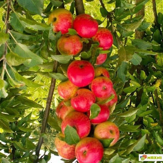 Подкормки деревьев яблони Янтарное Ожерелье