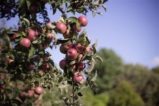 Фото места подкормки яблони