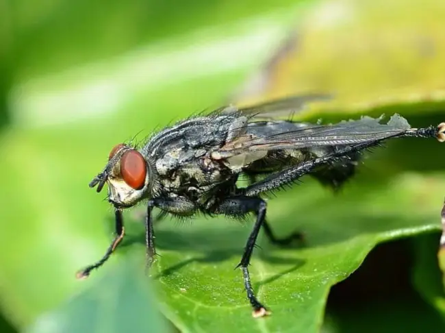 Народные средства против личинок капустной мухи