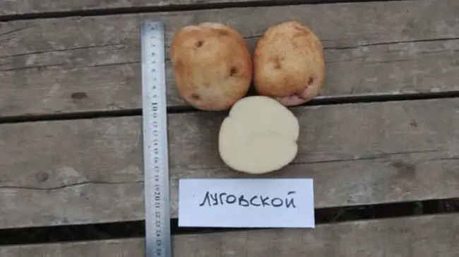 Посадка и выращивание картофеля сорта Лидер