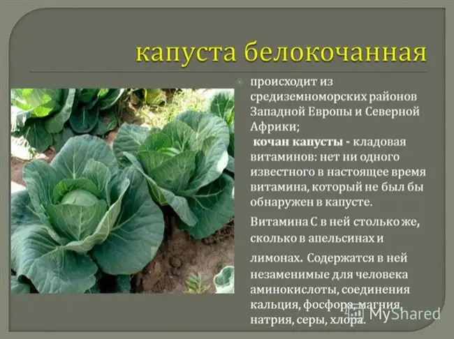Общее описание капусты и её место в системе классификации растений