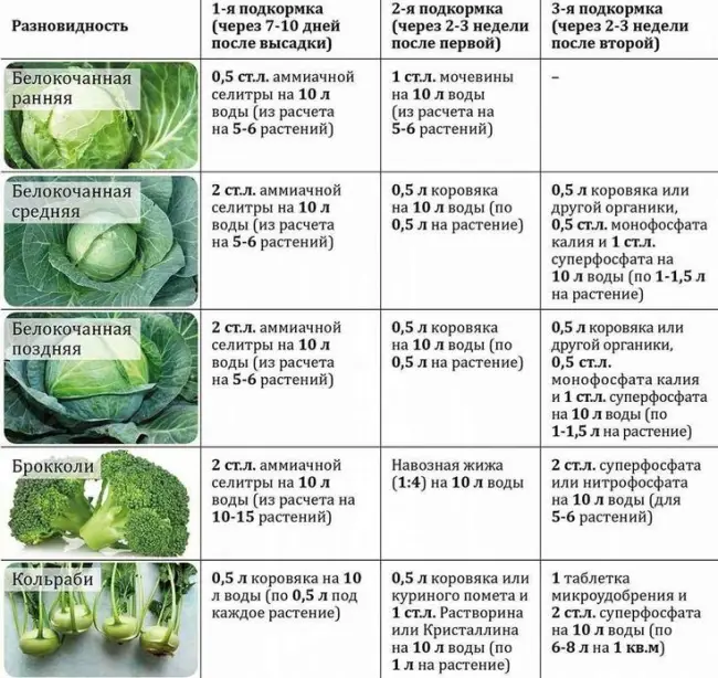 Основные правила подкормки капусты