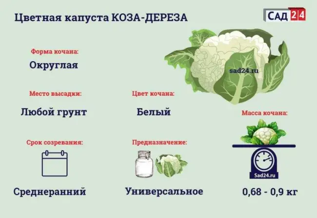 Народные методы и средства повышения урожайности капусты