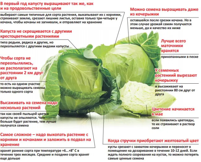 Размножение культуры