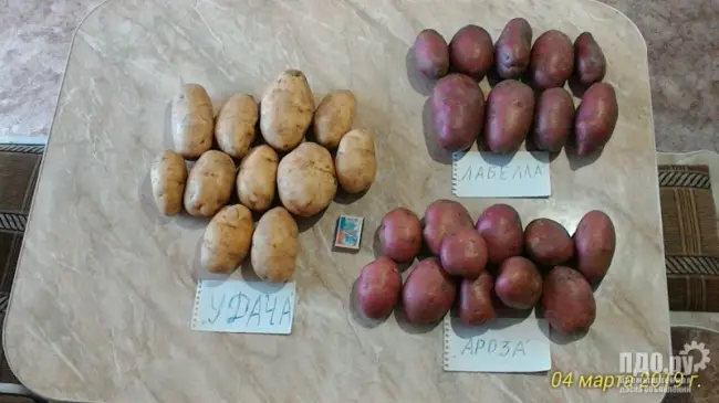 Отзывы о сорте картофеля Ароза