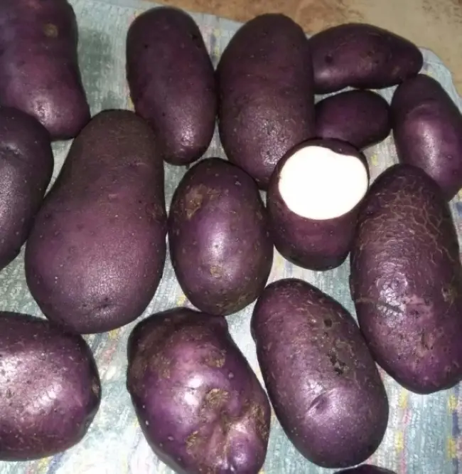 Посадка и уход за картофелем в открытом грунте