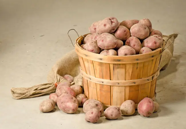 Характеристика картофеля Астерикс