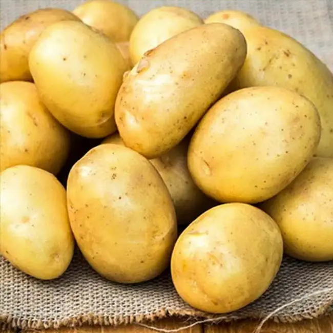 Болезни и вредители сорта картофеля Брянский деликатес