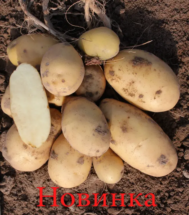 Характеристика, описание, урожайность, отзывы и фото сорта картофеля «Брянский Деликатес»