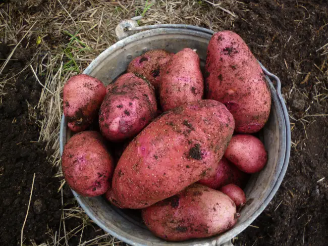 Характеристика картофеля