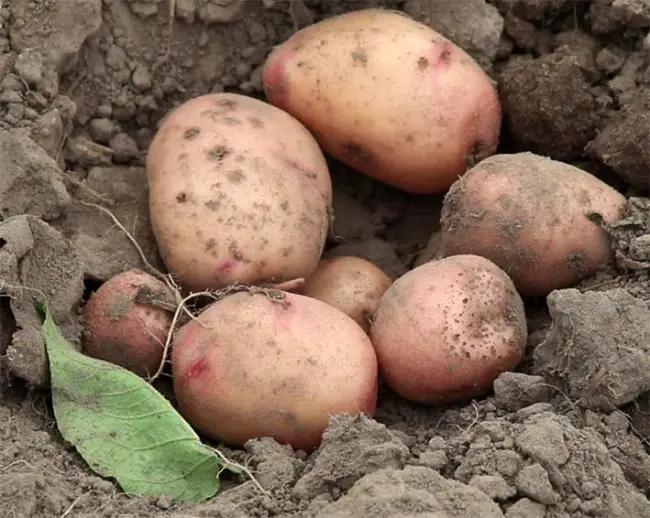 Характеристика сорта картофеля Весна