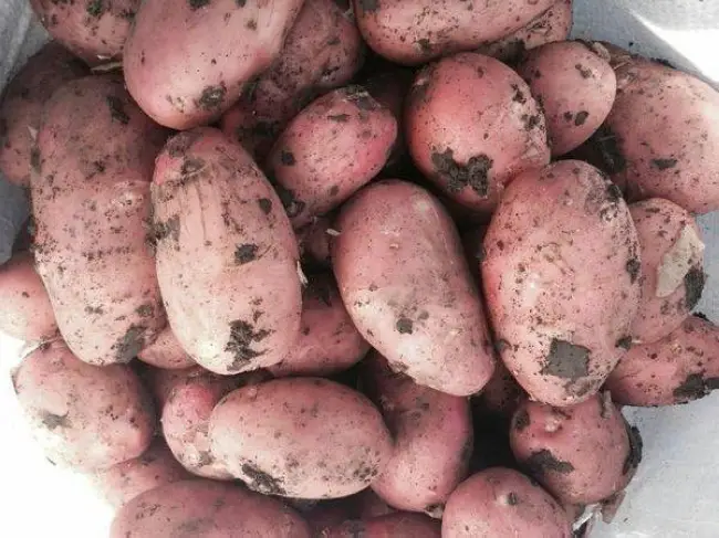 Характеристика сорта картофеля Взрывной